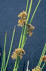 Juncus effusus