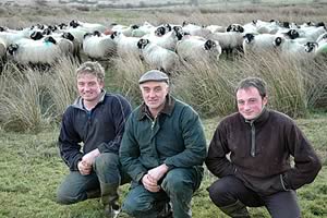 Martin, Benson and Philip Hewitson with their Swaledale ewes on Low Moor.