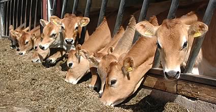 Ribblesdale Jersey cows