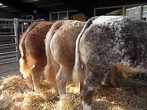 Blonde line-up