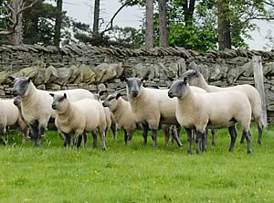 Pedigree Bleu du Maine ewes