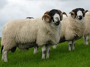 Rough Fell shearling rams