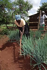 kenyan field worker