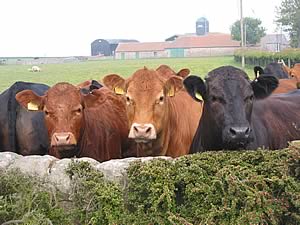 cattle looking over wall