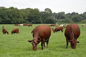 Dunham Dairy Shorthorn