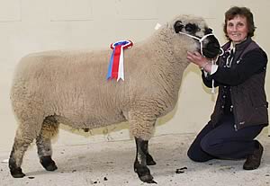 a shearling ram from the Jones family’s Maes-Glas flock