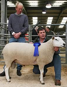Graham Fort with his top-priced Lleyn yearling ram at Skipton, joined by judge Sir John Bell.