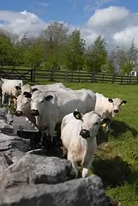 British White cattle