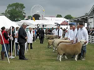 Great Yorkshire Show sheep judging 