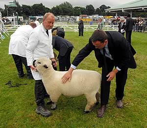 Great Yorkshire Show Judging
