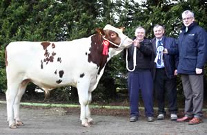 Derrydorragh Rascality Burns Red ET