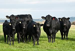 aberdeen angus cows and calves