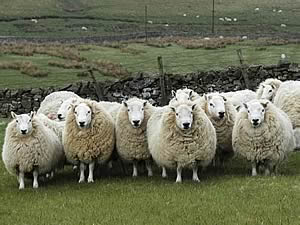 cheviot ewes