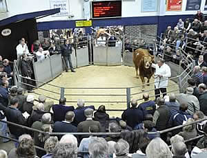 cattle sale ring