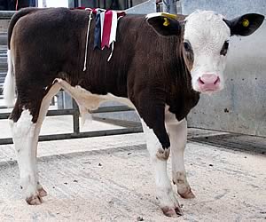 Simmental-cross calf