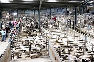 store lamb pens
