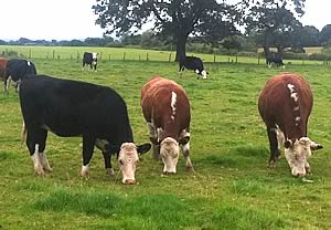 hereford cross cattle