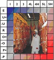 Carcase classification