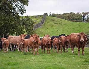 limousin herd