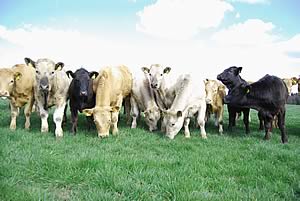 beef Research Challenge Project