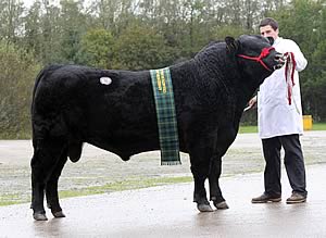 Drumhill Mr Amazone K154