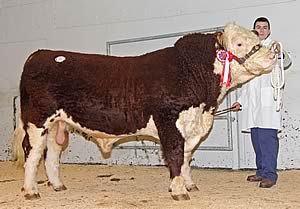 male champion Hereford