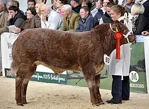 Baby Beef Overall Champion
