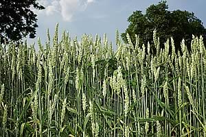 wheat