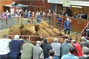 Longtown Mart suckler ring