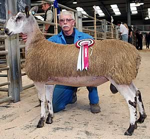 Blue Faced Leicester champion