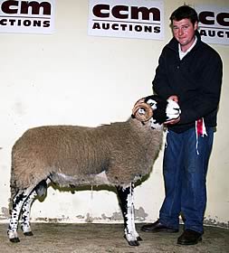 Swaledale shearling ram