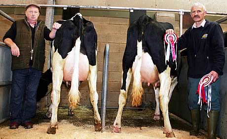 Skipton Maham gimmer lamb champions