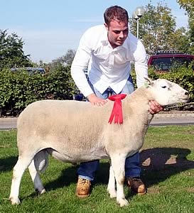 Lleyn shearling ram champion