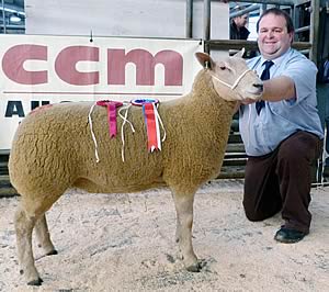 Charollais pedigree female