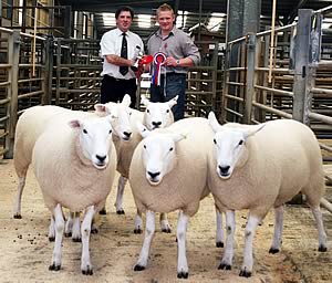 Lleyn shearling ewe champions