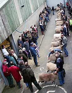 Shearling rams line up