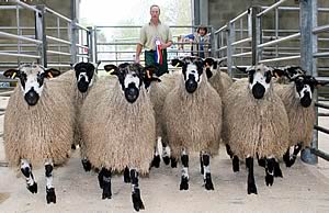 Skipton Maham gimmer lamb champions