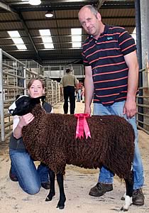 Zwartble gimmer lamb