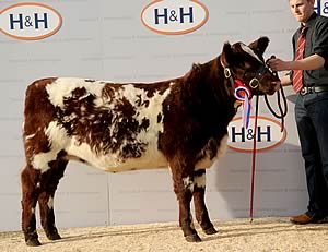 Cairnsmore Eloise Scarlet