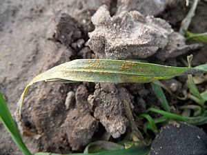 Rust on leaf
