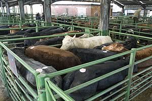 Darlington Auction Mart