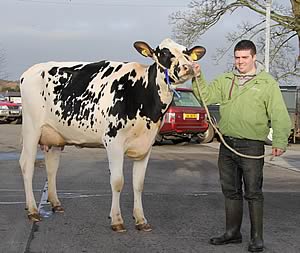 Ards Shottle Nell