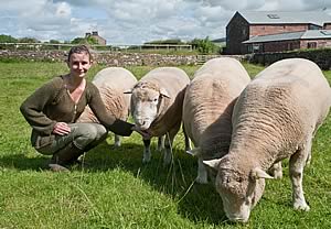 Poll Dorset rams