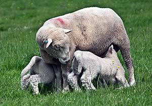Poll Dorset ewe and lambs