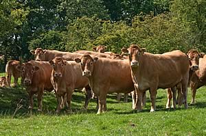 Pedigree Limousin females