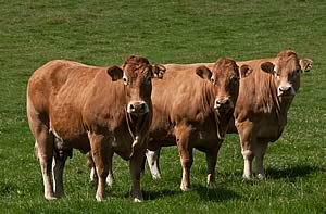 Pedigree Limousin cows