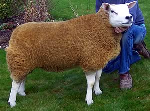 Sportsman&rsquo;s gimmer