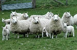 cheviot ewes and lambs
