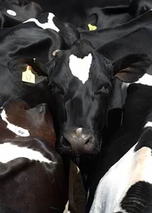 dairy cows