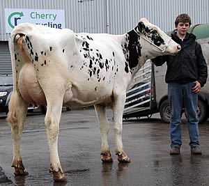 Inch Shottle Dellia 3